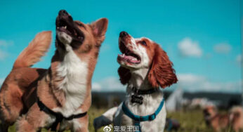 狗狗和人一样，需要外出，需要看看这个世界