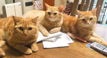 养五只橘猫是种什么体验？