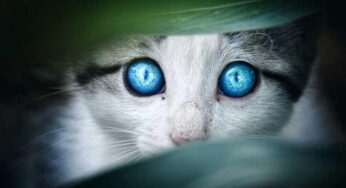 为什么小奶猫的眼睛都是蓝色的？