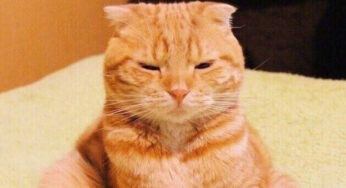 初识大橘，人们会被橘猫吸引的原因是什么？
