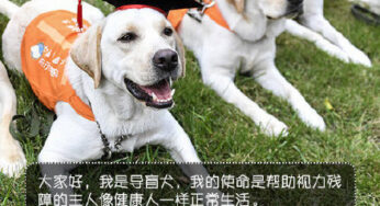 #你愿和导盲犬同行吗#我愿意