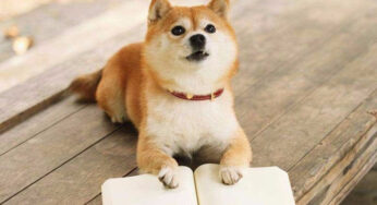 柴犬类别“豆柴”“小体”“标柴”有何不同