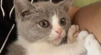 我家的小猫被人带走了！！