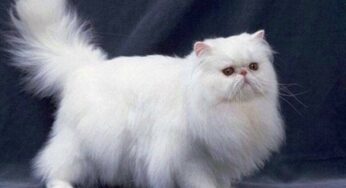 关于猫咪的友善度排行榜