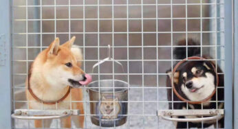为什么你花了大价钱买不到好柴犬？