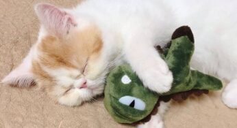 猫咪日志5