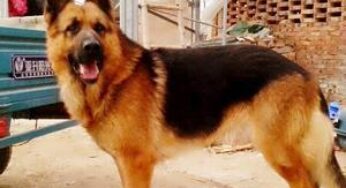 纯种犬的定义