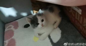 小桂圆的三月纪