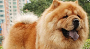 新手挑选纯种松狮犬须知三个小知识！
