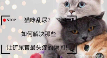 猫咪乱尿，养宠赶上哪一出最闹心？