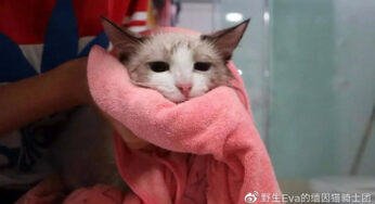 养猫须知——猫咪乱拉便便怎么办？