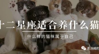 十二星座专属宠物猫，你的是哪一个？