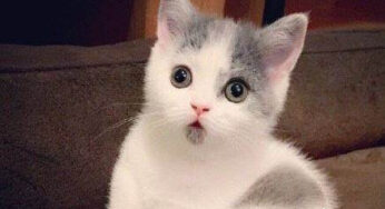 第一次养猫需要准备什么？