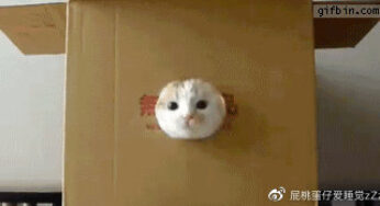关于猫咪，你一定要知道的一些小常识！