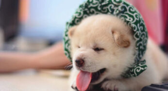 如果你想养一只不那么贵的柴犬，那就选白柴吧！