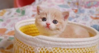 接一只猫回家，你需要准备些什么？