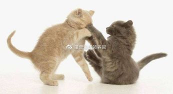 新领养的猫跟原住猫不合？这里有份攻略能解决你的问题