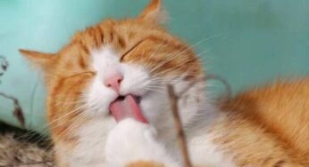 猫咪舔主人的原因，你Get到了么？