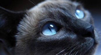 《养猫日记》必看！准预备铲屎官必备知识！