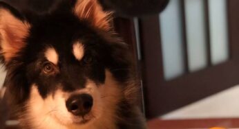 迎接幼犬🐶（毛孩子）的准备清单