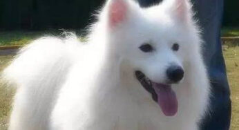 狐狸犬和萨摩犬长的这么相似，应该如何区分？
