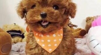 教你看出泰迪犬和比熊犬的区别