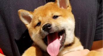 柴犬小课堂之解析豆柴。