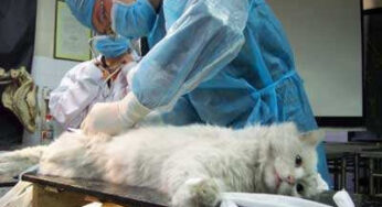 猫咪发情期请勿进行绝育手术