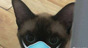 猫戴口罩也从容