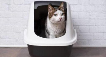 猫咪莫名乱尿？铲屎官该注意啦！千万别错怪喵星人