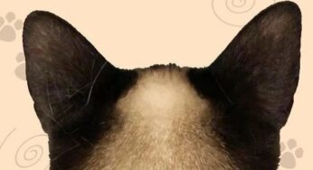 易烊千玺养的猫，平平无奇？