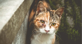 请扩散，尚无证据表明猫可以把病毒传播给人！