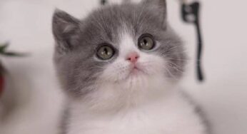 猫咪发情那些事，猫奴一定要提前知道！