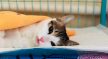 猫咪绝育的最佳时间，究竟是第一次发情前还是发情后？