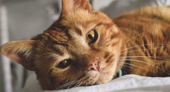 橘猫天天翻墙跟狗子约会，铲屎官：他们才只见过一次面就这样了！