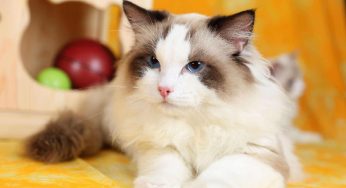 猫到底应不应该做绝育？绝育对猫咪原来有这么多好处