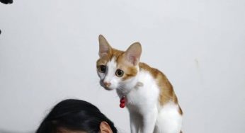 糖糖和粽球
