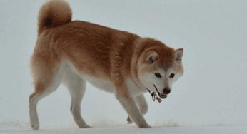 最好看的5种牧羊犬，第一种除了颜值，智商也是最高的