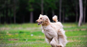 关于公布淮南市大型犬只标准及个人禁养烈性犬只名录的通告