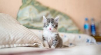正确使用猫砂盆的 10 个关键点