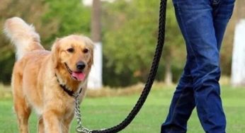 凤台犬只“一站式”服务办证点公布