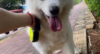 养狗之前，需要明白的一些事