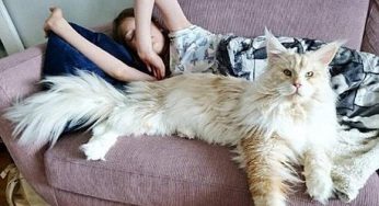 缅因猫气场太强，让人难以靠近，那是你没有真正了解它