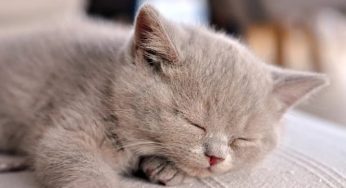 为什么英短猫是饲养量第一的品种猫？
