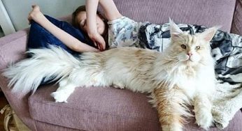 缅因猫虽然长相很凶猛，但性格并不和你想象的一样！