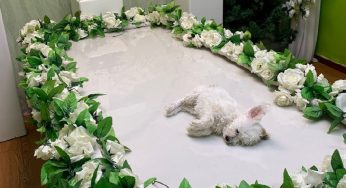一条幼犬的死亡全过程