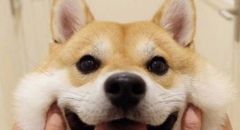 柴犬就是上班族最好的选择！