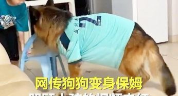 德牧不当警犬当保姆！小主人离电视机太近恐近视，被德牧强势拖离