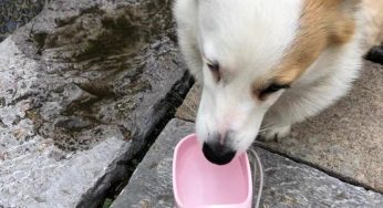 狗狗夏天眼屎多怎么办？
