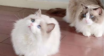 猫咪做b超能看到肚子里的毛球吗？